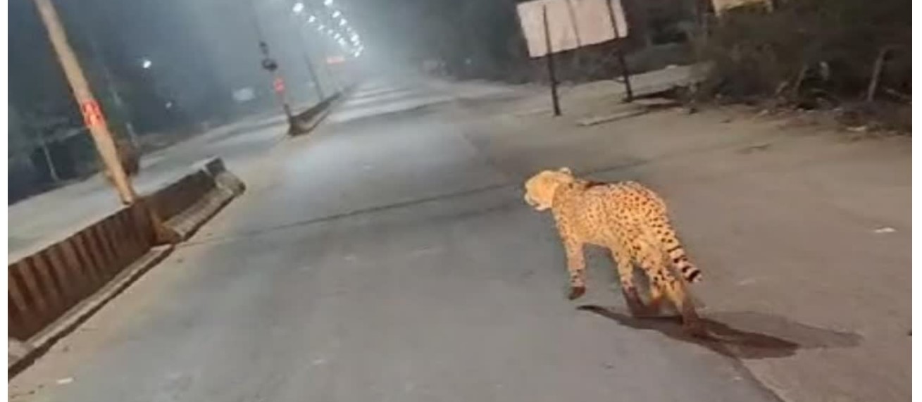 मध्य प्रदेश में शहर की सड़कों पर दौड़ रहा चीता, इलाके में दहशत का माहौल